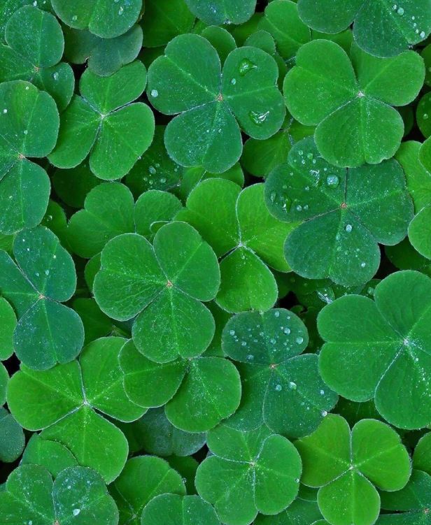 香水、身体炸划算还有节日限定香薰、香包不朽情缘平台登录网页香香好物丨欧珑正装(图10)